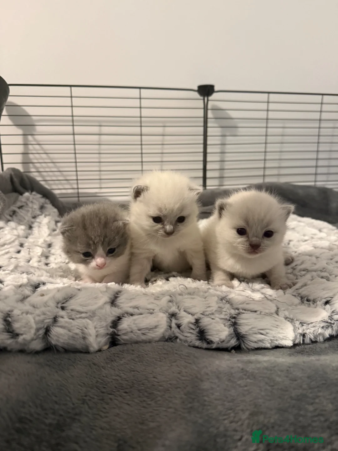 Mixed Breed cats for sale: British Shorthair X Ragdoll Kittens  - Advert 1