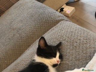 Ragdoll cats - Advert 12