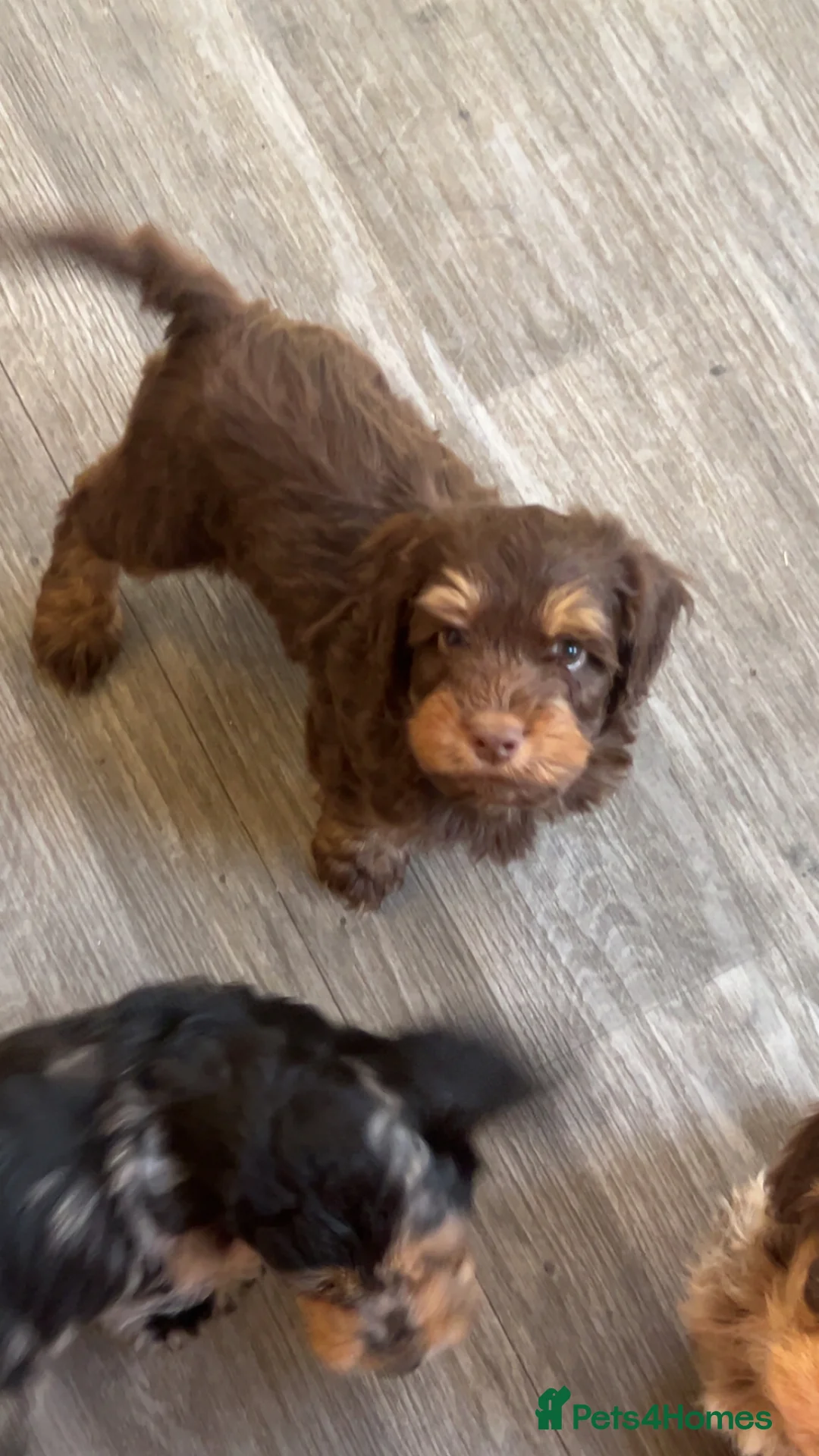 Cockapoo dogs for sale: 🩷 F1 Cockerpoo ready to go only 1 boy left  💙 - Advert 2