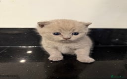 British Shorthair cats for sale: Adorable British Shorthair Female🐱😍💞✨ - Image 7
