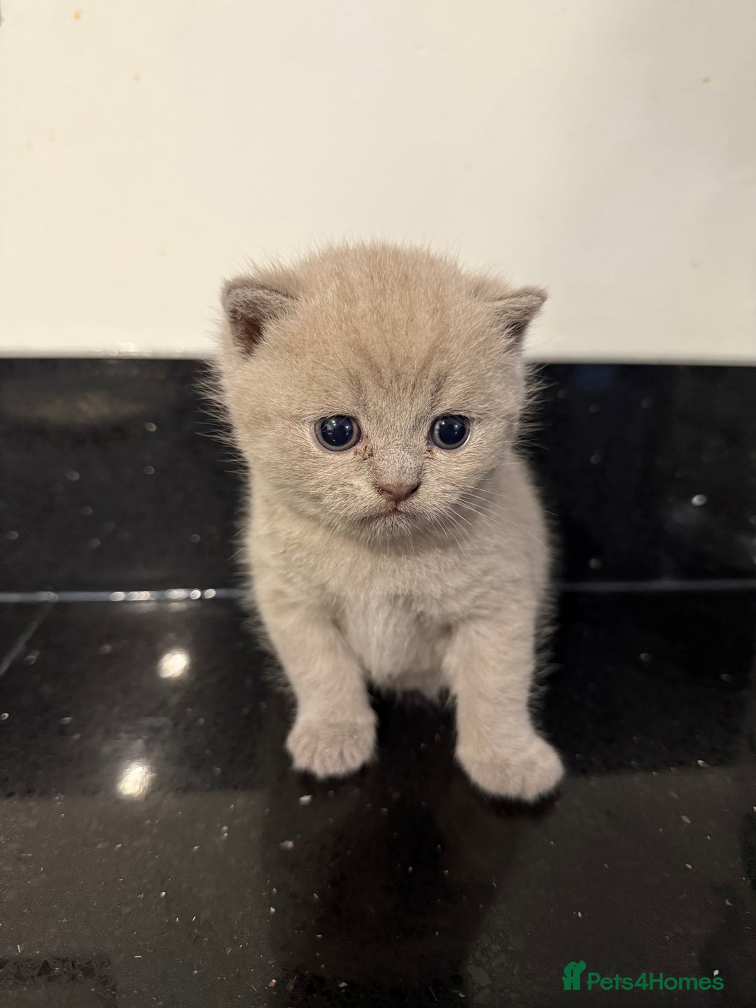 British Shorthair cats for sale: Adorable British Shorthair Female🐱😍💞✨ - Image 7