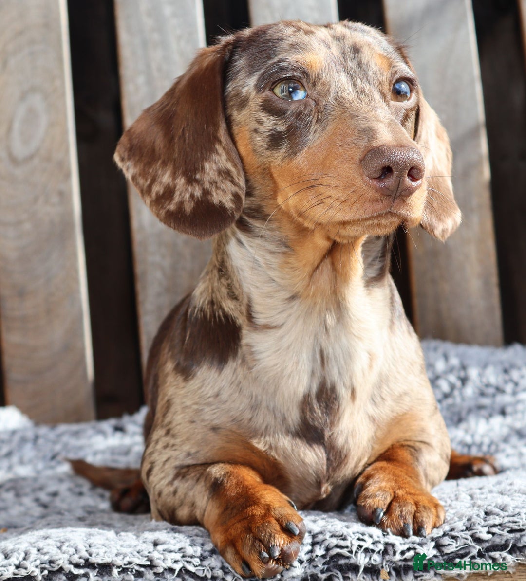 Miniature Dachshund dogs for sale: KC, PRAclear, licensed, health certificates  - Image 22