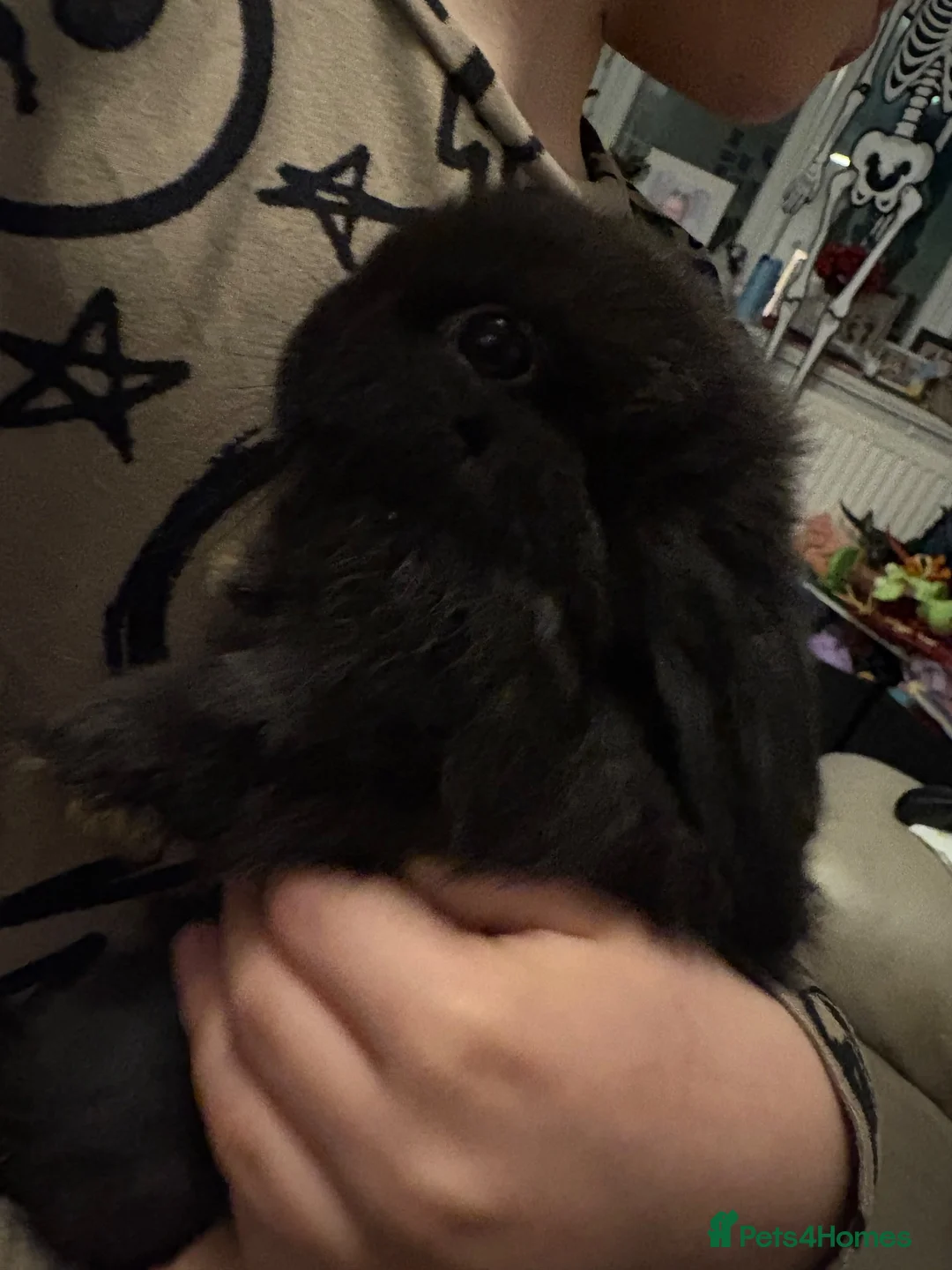 Mini Lop rabbits for sale: Mini lops - Advert 2