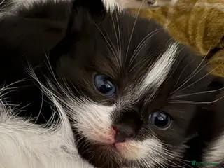 British Shorthair cats 3 beautiful kittens for sale - Advert 1