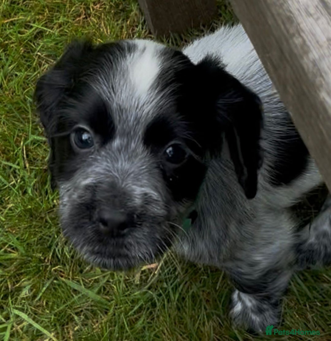 Cocker Spaniel dogs for sale: KC Reg Working Cocker spaniel puppies roan - Image 4