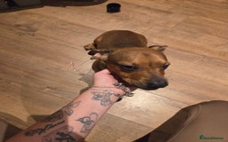 Mixed Breed dogs for sale: Charlie  - Image 1