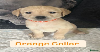 Goldador dogs - Advert 12