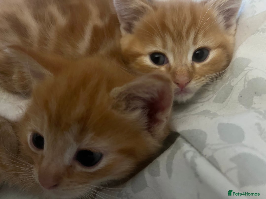 British Shorthair cats for sale: Kittens - Advert 10