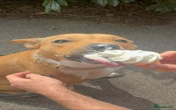 Mixed Breed dogs for sale:  **   - Image 4