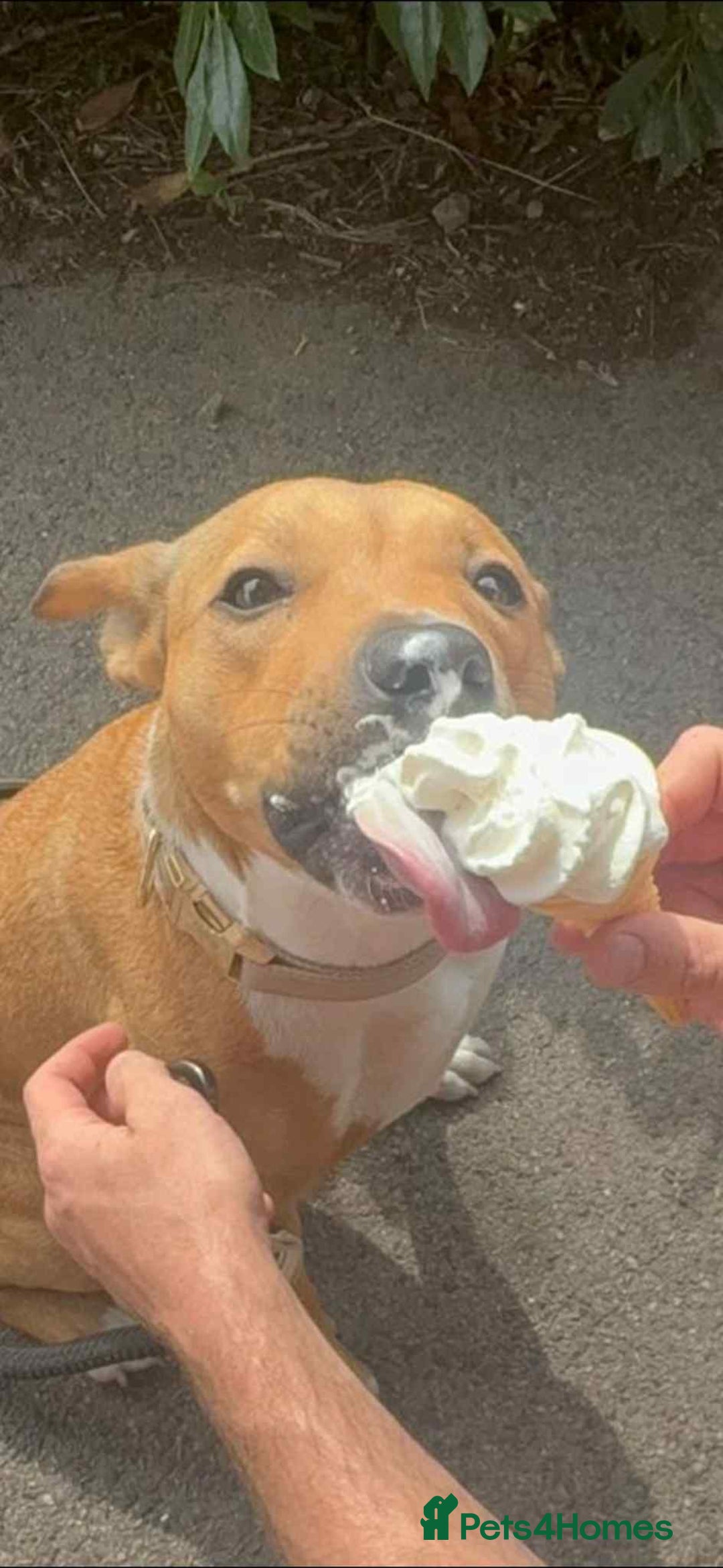 Mixed Breed dogs for sale:  **   - Image 4