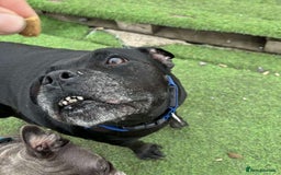 Staffordshire Bull Terrier dogs for adoption: PUDGY – Can’t wait to meet her people!! - Image 5