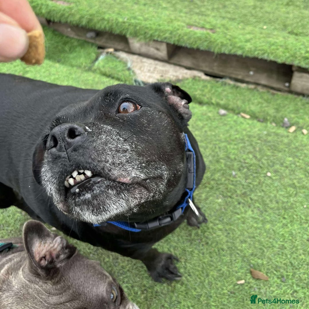 Staffordshire Bull Terrier dogs for adoption: PUDGY – Can’t wait to meet her people!! - Image 5
