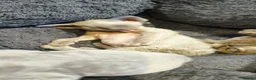 Sphynx cats for sale: Stunning Blue/Grey Sphynx Kittens (Litter of 6) - Advert 3