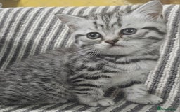 British Shorthair cats for sale: Beautiful silver tabby british shorthair kittens  - Image 1