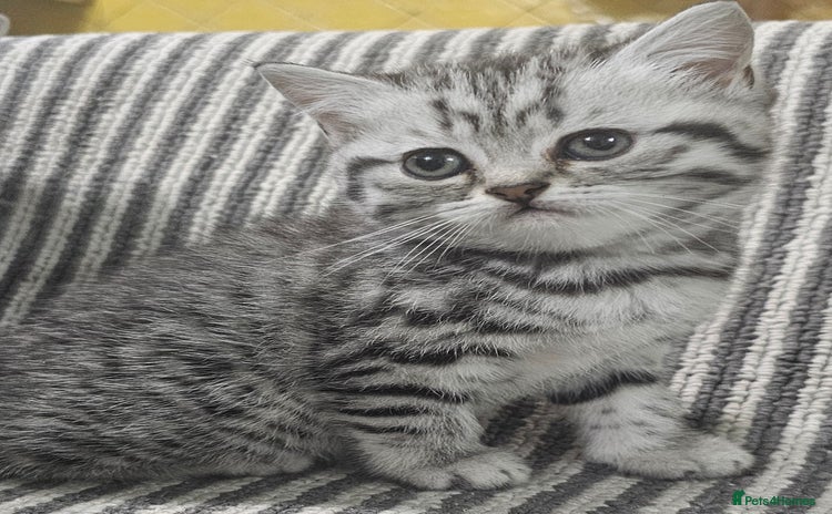 British Shorthair cats - Advert 10