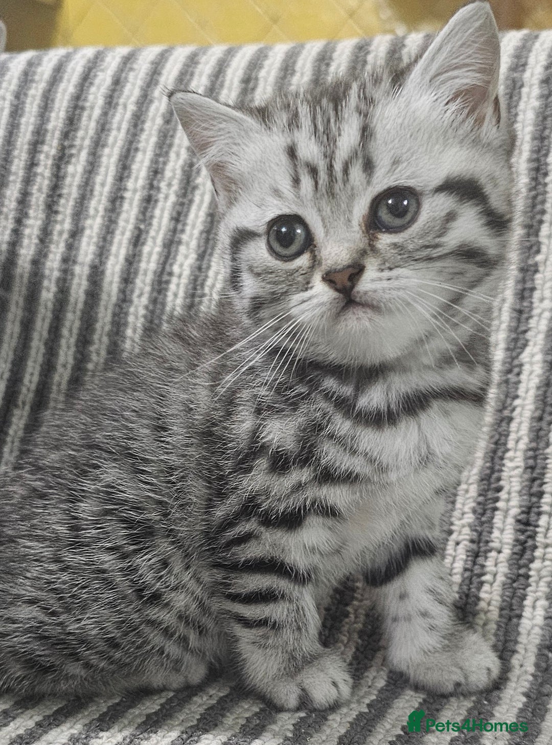 British Shorthair cats for sale: Beautiful silver tabby british shorthair kittens  - Image 1