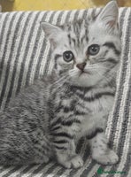 British Shorthair cats - Advert 10