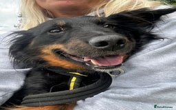 Mixed Breed dogs for adoption: Paige - Norwich Norfolk  - Image 14