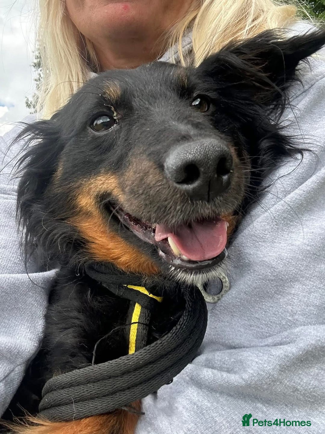 Mixed Breed dogs for adoption: Paige - Norwich Norfolk  - Image 14