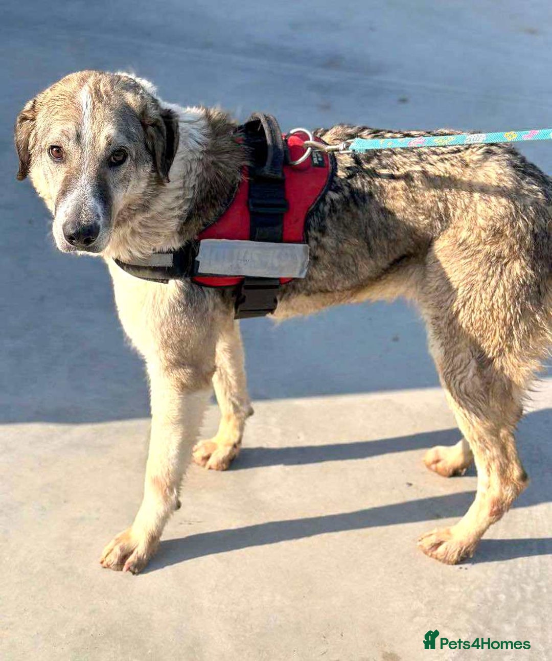 Mixed Breed dogs for adoption: Nelson 🐾 Five Years Waiting for a Real Life - Advert 3