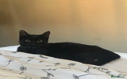 Bombay cats for sale: 2 kittens  - Image 2