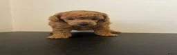 Miniature Poodle dogs for sale: KC registered miniature poodles  - Advert 9