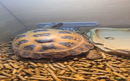 Tortoise reptiles for sale: Horsfield tortoise - Image 2