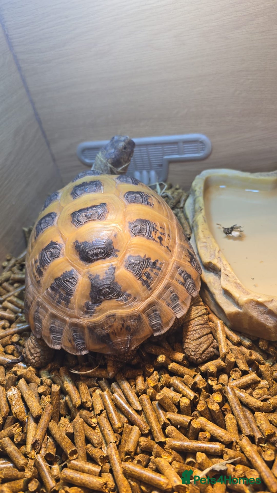 Tortoise reptiles for sale: Horsfield tortoise - Image 2