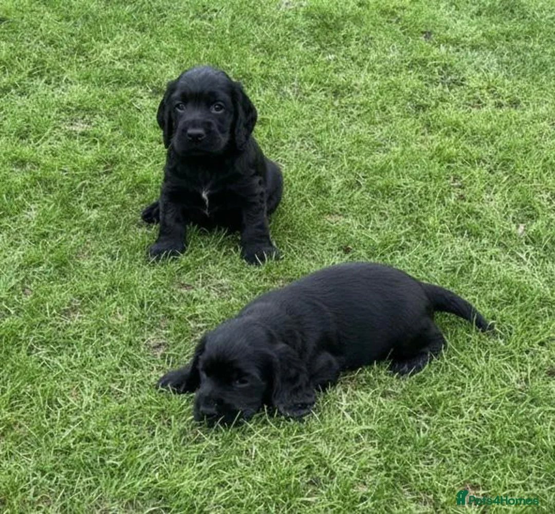 Cocker Spaniel dogs for sale: Cocker Spaniel Puppies - Advert 2