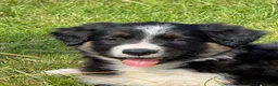 Border Collie dogs for sale: Beautiful KC Reg Border Collie puppies  - Advert 3