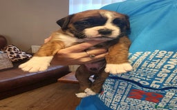Boxer dogs for sale: 🌟🩷COI 0.5% KC REG BOBTAIL GIRL🩷🌟 - Image 17