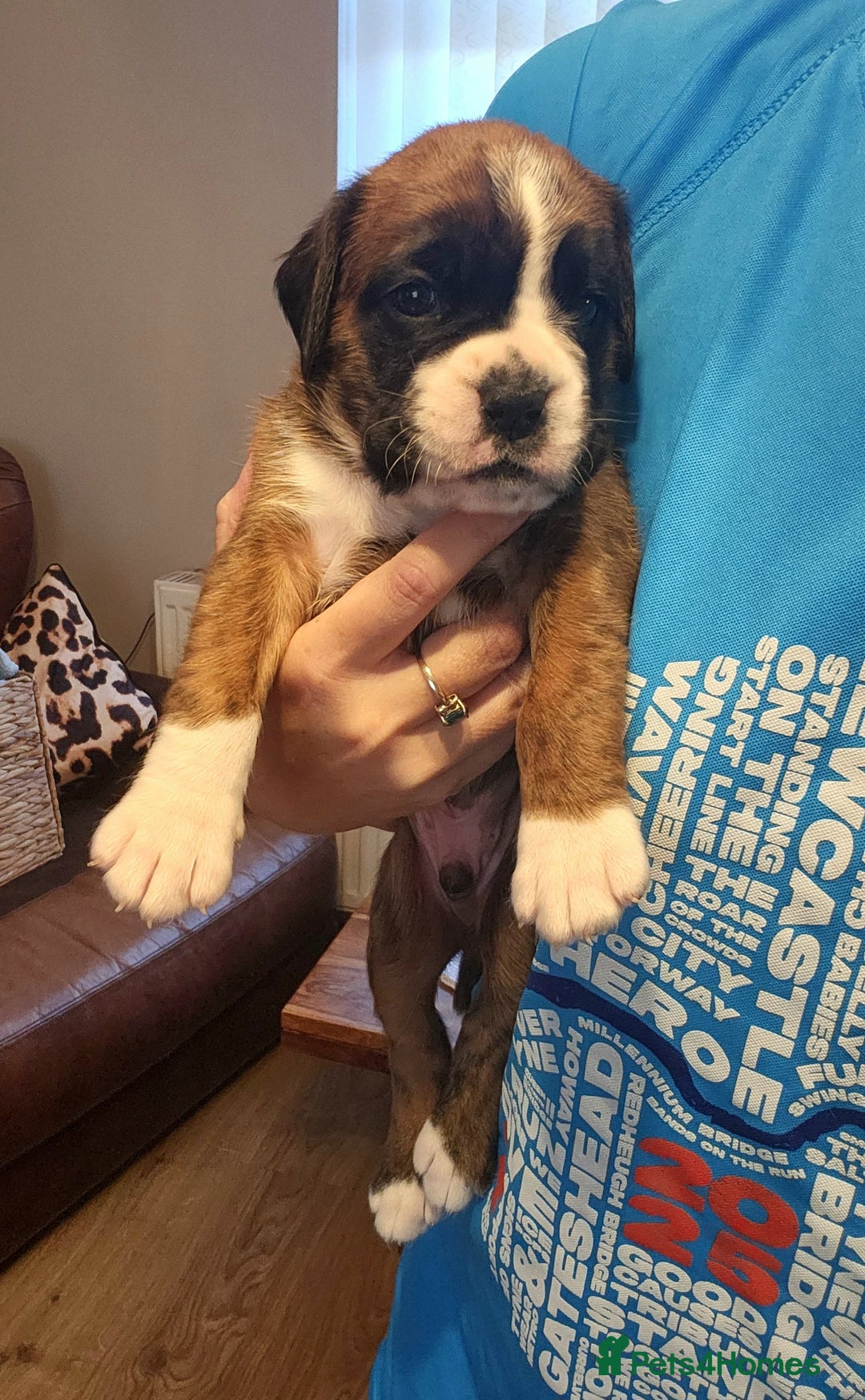 Boxer dogs for sale: 🌟🩷COI 0.5% KC REG BOBTAIL GIRL🩷🌟 - Image 17