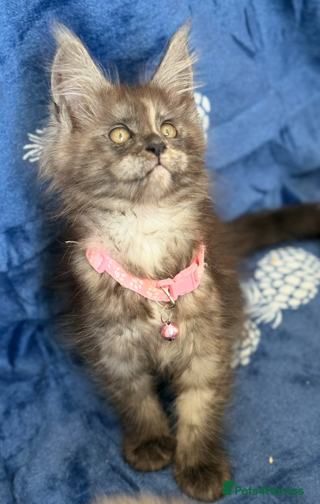 Maine Coon cats for sale: Pedigree MainCoon Kittens  - Image 21