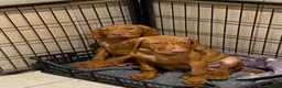 Hungarian Vizsla dogs for sale: Hungarian w/h vizsla s last 2 boys remaining  - Advert 5
