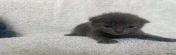 British Shorthair cats for sale: Grey British short haired x bengal kittens - Advert 4
