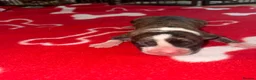 American Bull Staffy dogs for sale: American Staffy puppies  - Advert 9