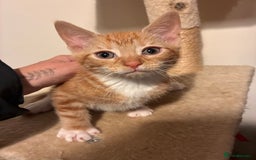 Mixed Breed cats for sale: 3 kittens  - Image 2