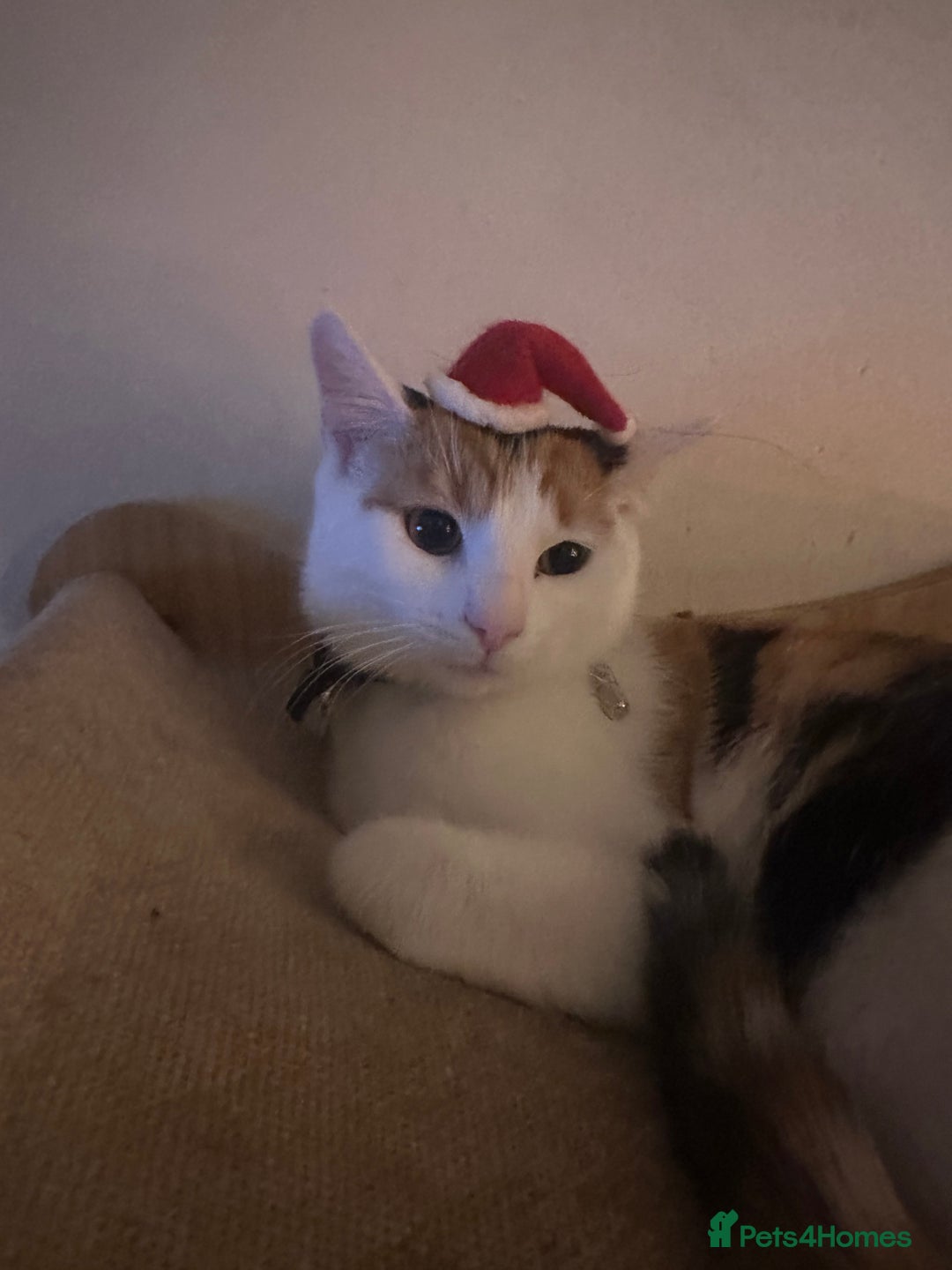 Mixed Breed cats for sale: Calio cat - Advert 3