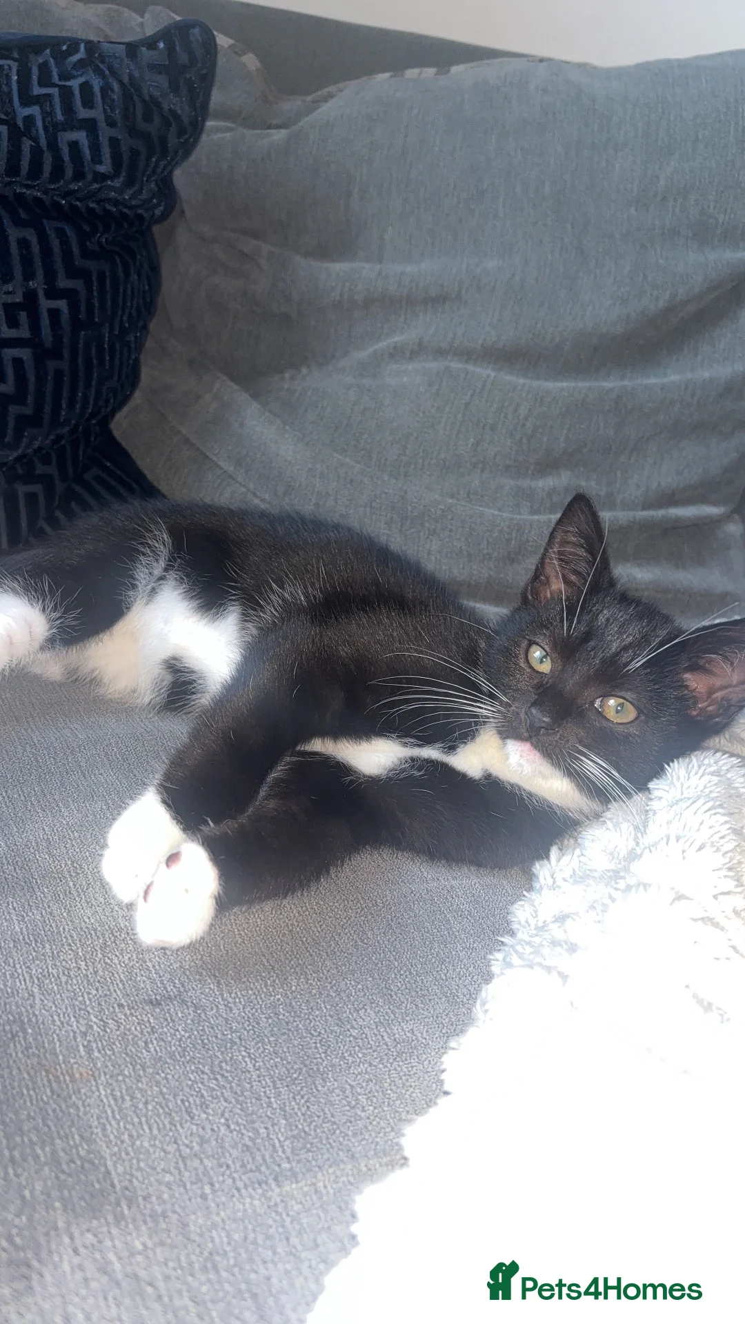 Mixed Breed cats for sale: Boy kitten - Advert 2