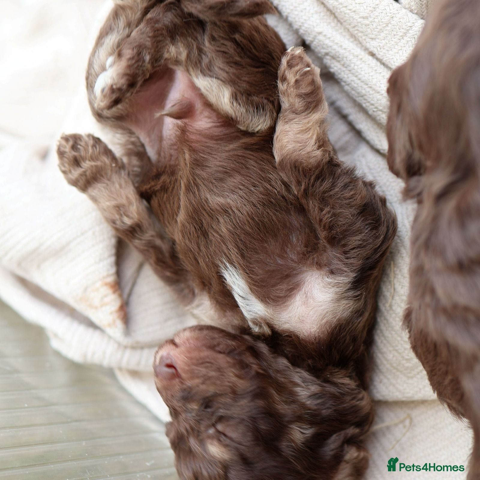 Labradoodle dogs ✨️Solstice Babies , Ready 4 Homes Late August✨️  - Advert 1