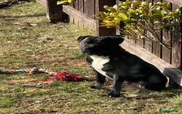 Staffordshire Bull Terrier dogs for stud: Staffy for stud - Image 12