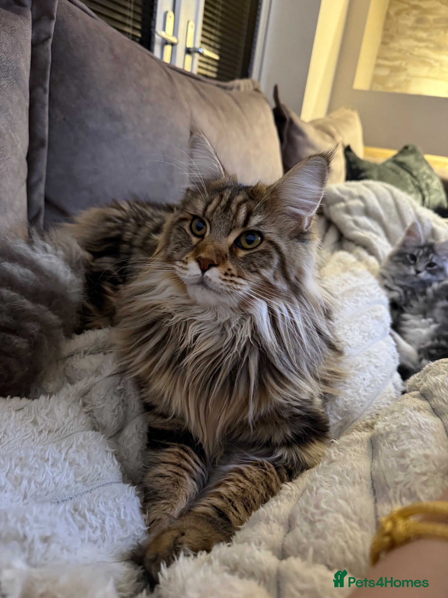 Maine Coon cats for sale: XL Russian Cubs 💙 - Advert 2