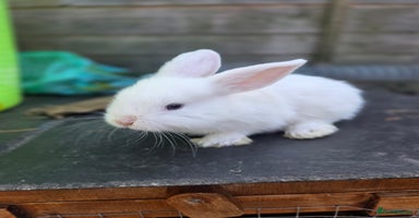 Mini Lion Lop rabbits - Advert 5