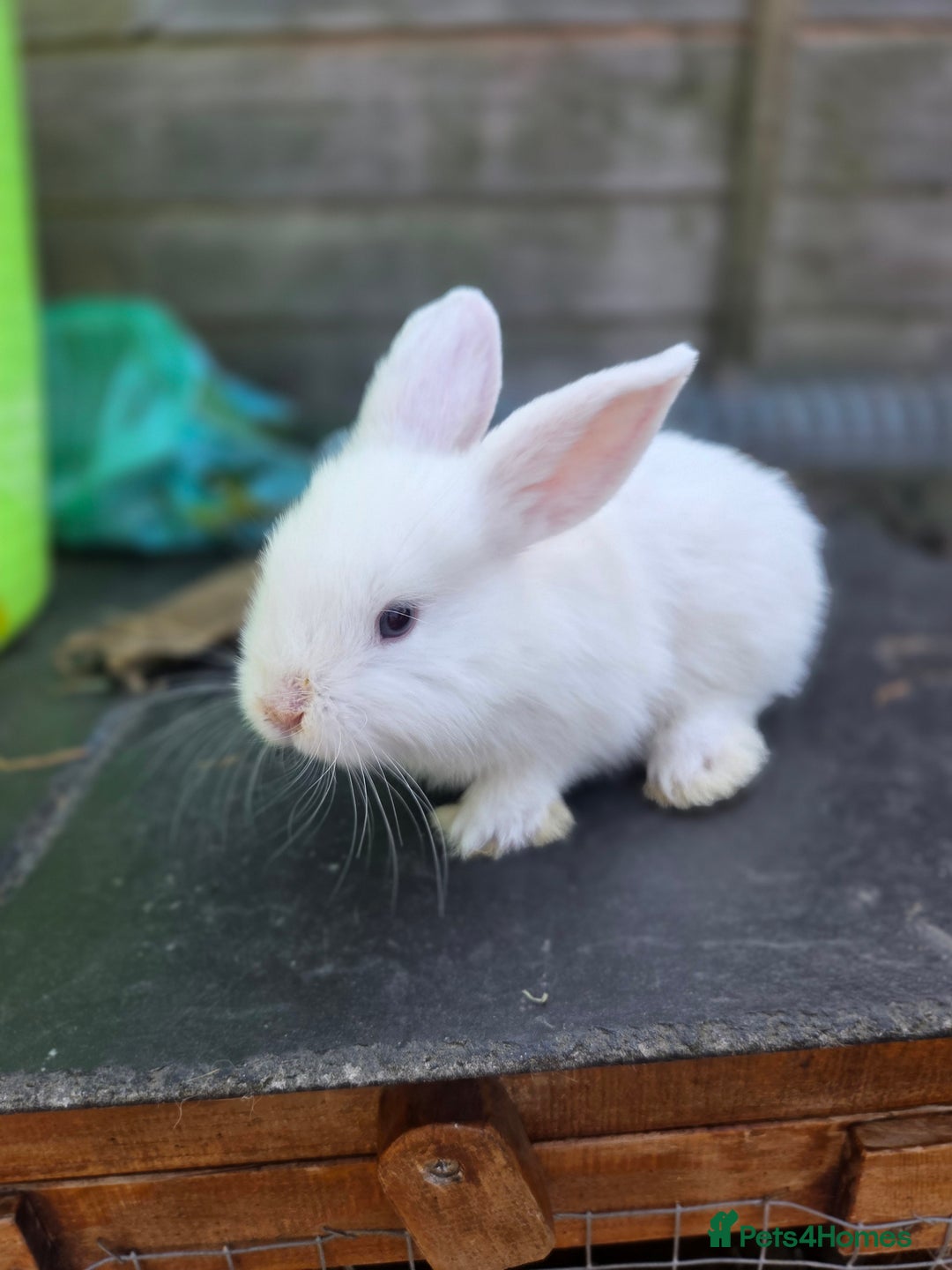 Mini Lion Lop rabbits for sale: Mixed breeds of rabbits - Image 2