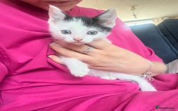 Mixed Breed cats for sale: Ready to meet the new fam! Microchipped & insured  - Image 4