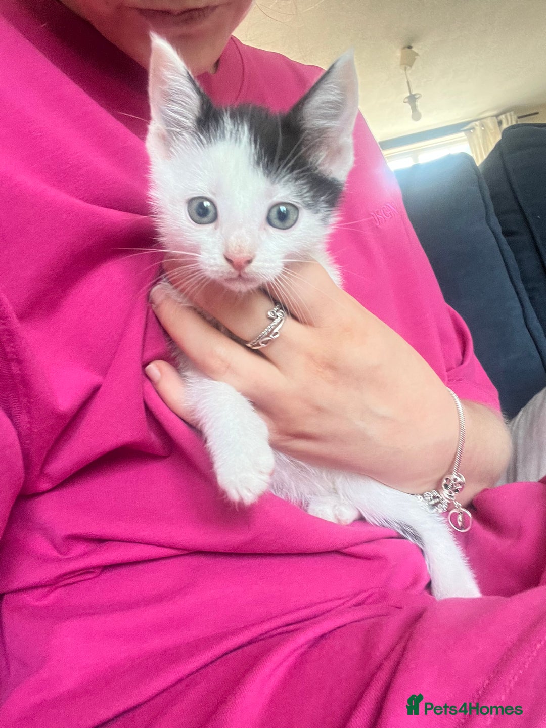 Mixed Breed cats for sale: Ready to meet the new fam! Microchipped & insured  - Image 4