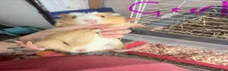 Guinea Pig rodents for sale: 16 baby guinea pigs - Advert 9