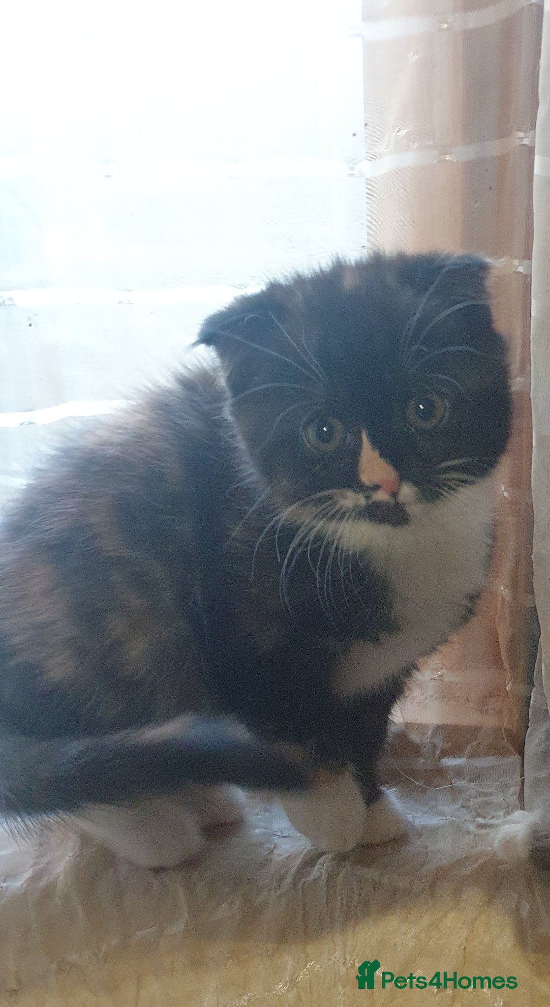 Scottish Fold cats Cute kitty❤ - Advert 1