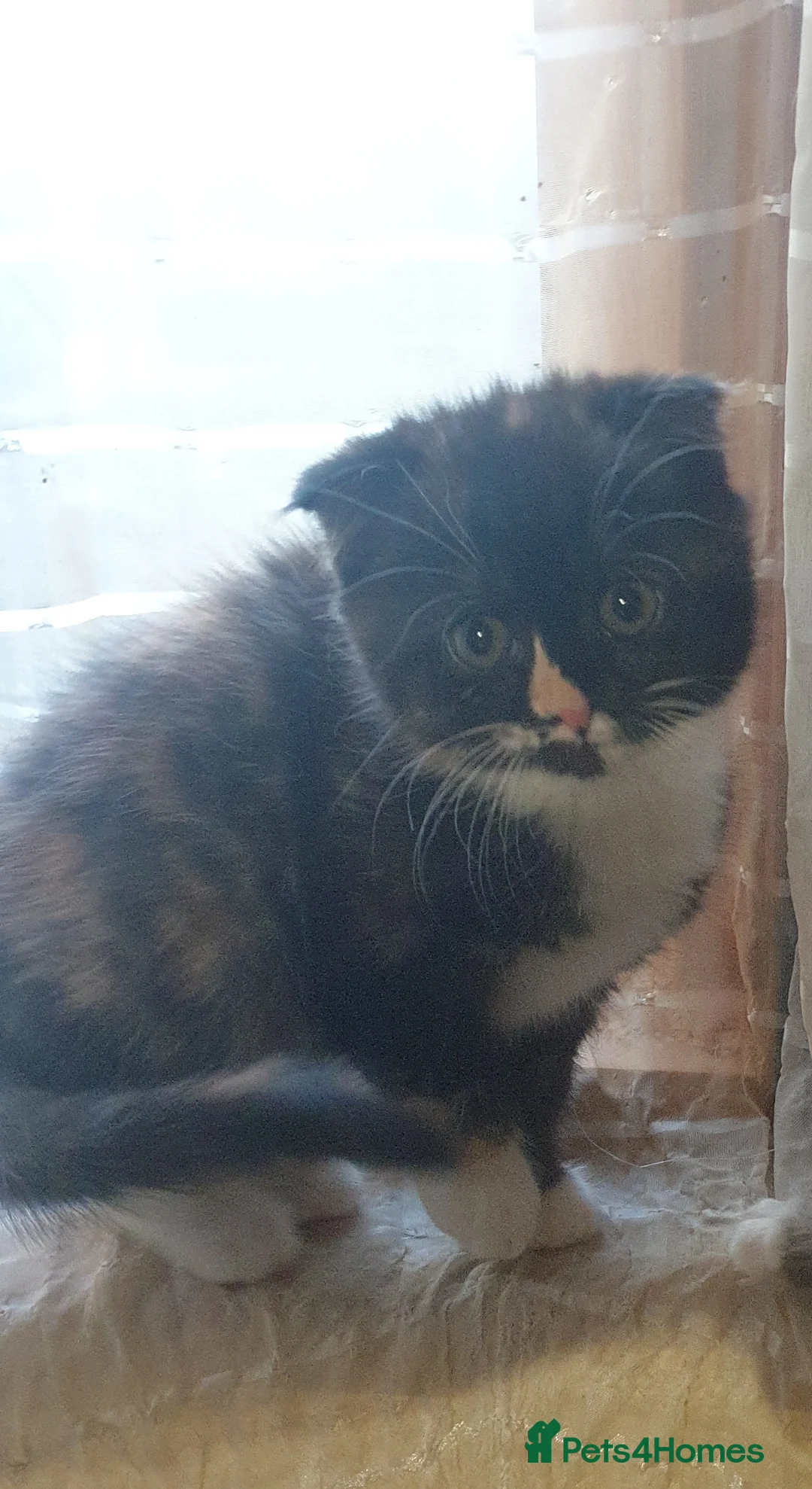 Scottish Fold cats for sale: Cute kitty❤ - Advert 1