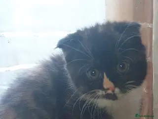 Scottish Fold cats Cute kitty❤ - Advert 1